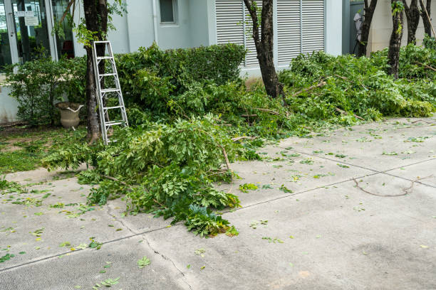 Professional Tree Care  in Tye, TX